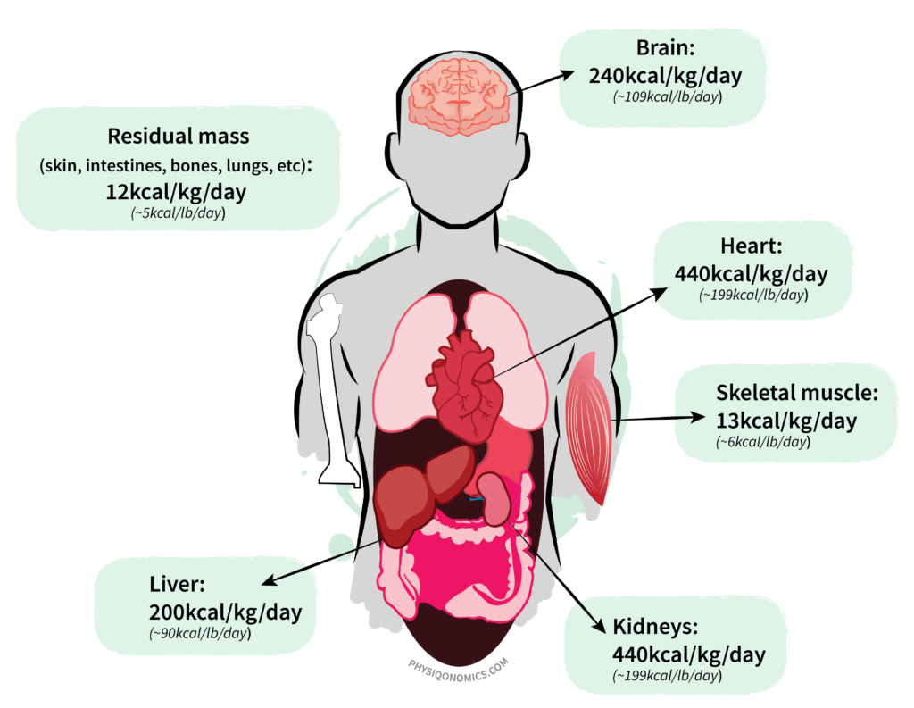 A visual illustration of the human body with a description of the metabolic cost of each organ and residual mass that contributes to the resting metabolic rate