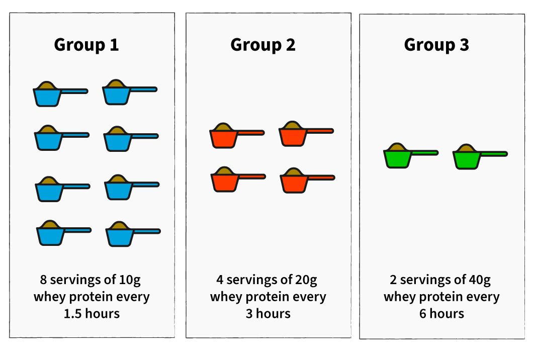 How Much Protein Can the Body Absorb in One Meal? Physiqonomics