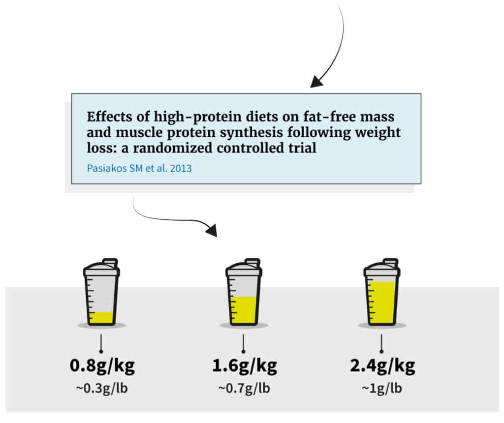 arrow pointing to study name with three protein shakes showing three different levels of protein intake to see how they affected muscle loss
