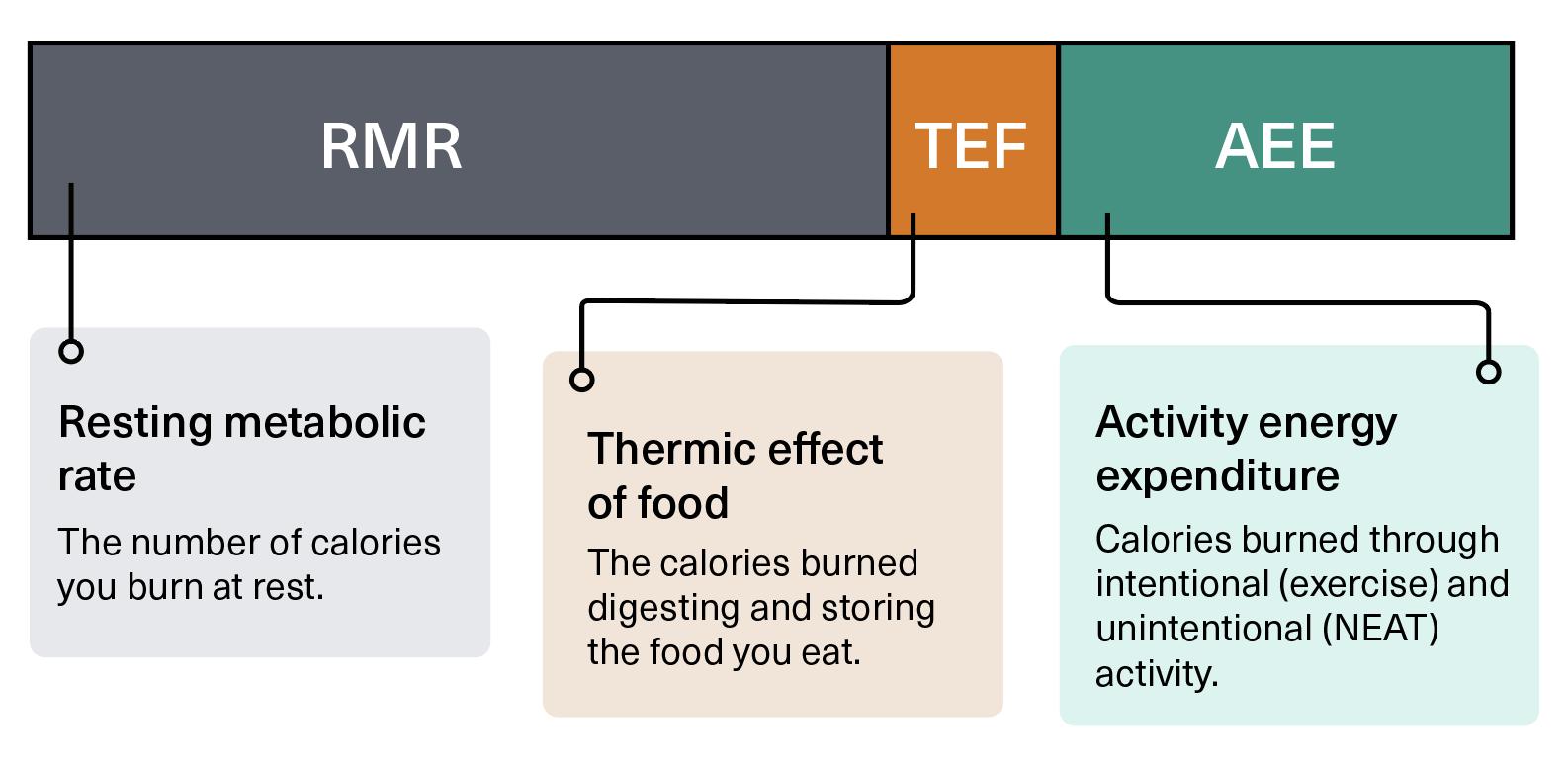 Is Calories In Calories Out Wrong Physiqonomics   Screenshot 2023 03 11 At 05.29.50 