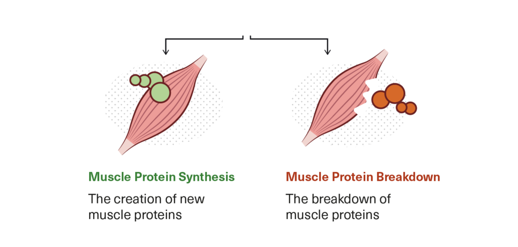 Illustration showing two sets of muscles and amino acids being added or removed to indicate the difference between MPS and MPB