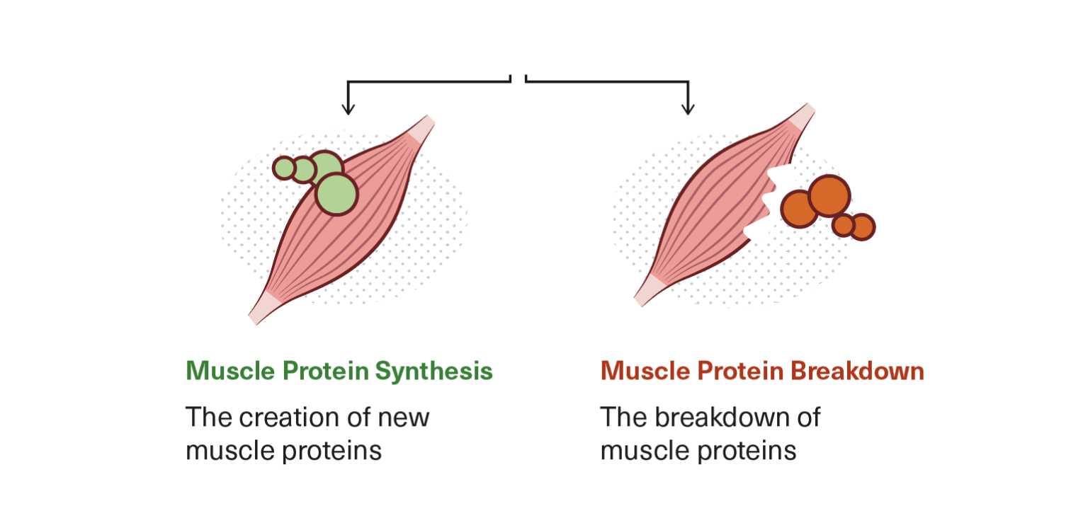 what-s-the-best-protein-intake-to-build-muscle-and-lose-fat