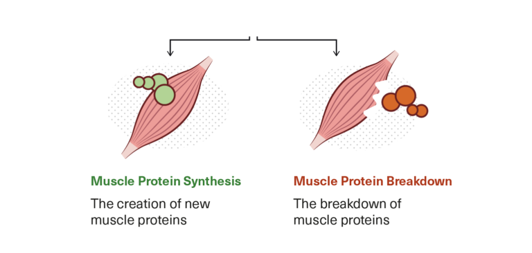 What's the Best Protein Intake to Build Muscle and Lose Fat ...