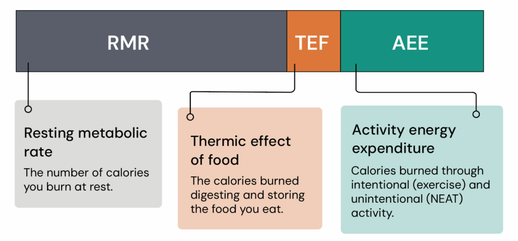 Diagram showing components of total daily energy expenditure. Resting metabolic rate (RMR) represents calories burned at rest, thermic effect of food (TEF) represents calories burned digesting and storing food, and activity energy expenditure (AEE) represents calories burned through exercise and non-exercise activity (NEAT)