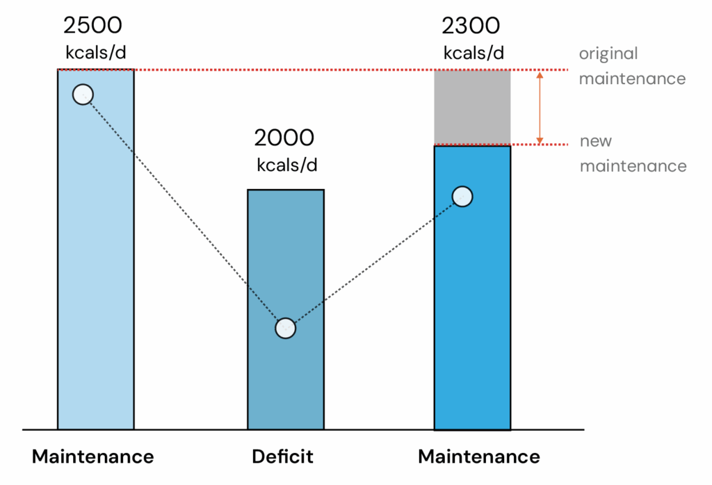 Bar chart comparing maintenance, deficit, and post-diet maintenance calories. Initial maintenance is 2,500 kcal/day, dropping to 2,000 kcal/day in deficit, and stabilizing at 2,300 kcal/day as new maintenance. The shaded gray area shows the reduction from original to new maintenance needs after dieting