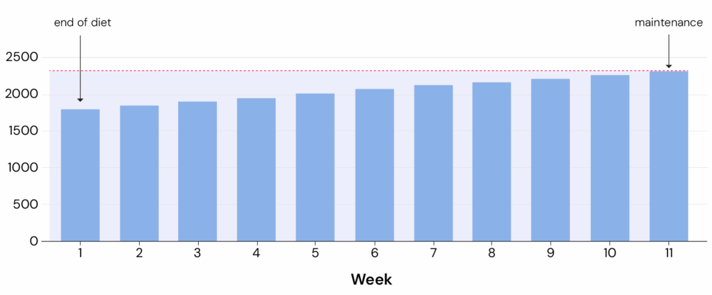 Bar chart showing the reverse diet process. Calorie intake increases gradually from 1,800 kcal at the end of the diet to 2,300 kcal over 11 weeks. The red dotted line marks maintenance calories, and the shaded purple area highlights the ongoing calorie deficit until maintenance is reached.
