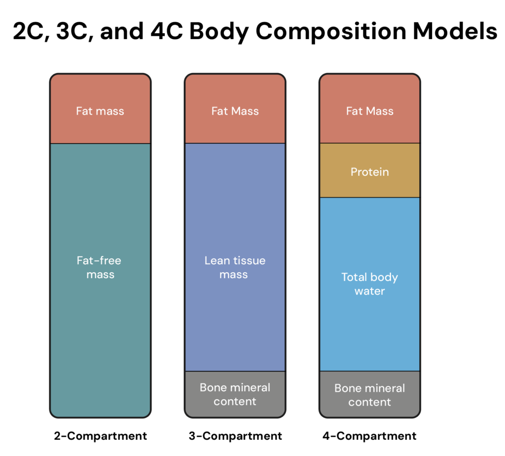 Diagram comparing 2-compartment, 3-compartment, and 4-compartment body composition models. The 2-compartment model splits the body into fat mass and fat-free mass. The 3-compartment model splits the body into fat mass, lean tissue mass, and bone mineral content. The 4-compartment model splits the body into fat mass, protein, total body water, and bone mineral content.